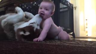 Хаски играет с ребёнком / husky  plays with child