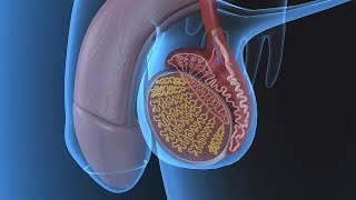 Human Physiology - Functional Anatomy of the Male Reproductive System