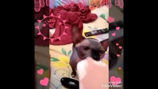 Сфинксы очень любят мороженое)