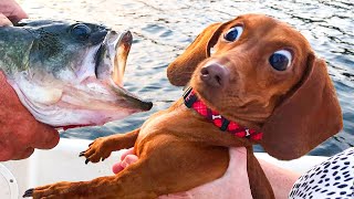 Best Funny Animal Videos Of The Month - Cute Dogs And Cats Reactions