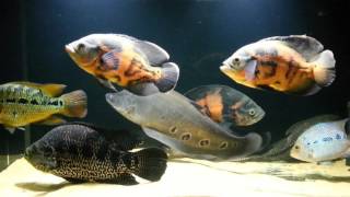 Банка 250. Fishtank 250. (07.01.2016)