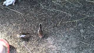 Цесарки, муларды и куры