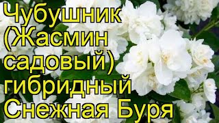 Чубушник гибридный Снежная Буря. Краткий обзор, описание philadelphus hybridа Snezhnaia Buria
