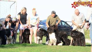 Newfoundland dog УДЛ Ейск 2016 1080p
