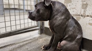 Dog was left at shelter with heartbreaking note