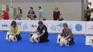 Японский хин на WDS 2016. Japanese Chin World Dog Show 2016.