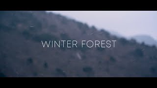 Winter Forest