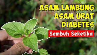 JANGAN HERAN! RUMPUT INI TERNYATA BISA SEMBUHKAN ASAM LAMBUNG, ASAM URAT, DAN DIABATES DENGAN CEPAT