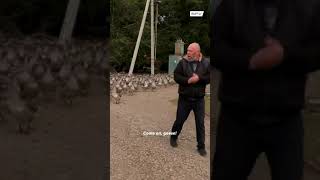 Walking 100 geese be like...