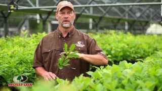 Growing Trees - Toxey Haas