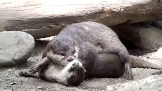 Buddy.Oriental short-clawed otter.仲良しコツメカワウソ。