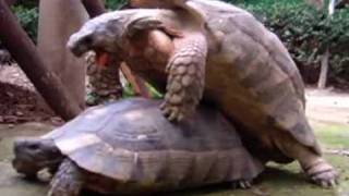 The Internet's Best Animal Sex: Viral Video Film School