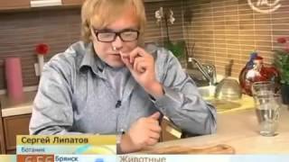 Каштан при насморке  Народная медицина