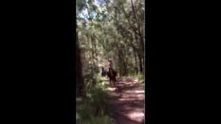 Horse Riding Port Macquarie  - Bellrowan Valley - cantering through the valley trails