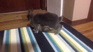 Alex and nugget mating part.2