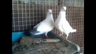 High fly pigeons 2015  desi pigeons india shahbaz bhai