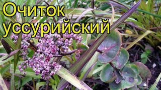 Очиток уссурийский. Краткий обзор, описание характеристик, где купить саженцы sedum ussuriense