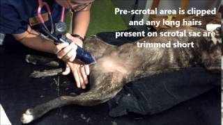Surgical Scrub of Canine Castration