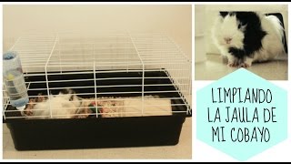 LIMPIANDO LA JAULA DE MI COBAYO