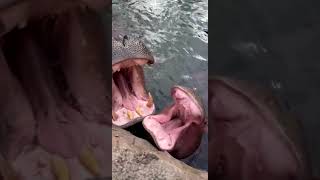 Hippo Bloat Says Hi! - Cincinnati Zoo #shorts