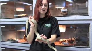 Adult Ghost Cornsnake