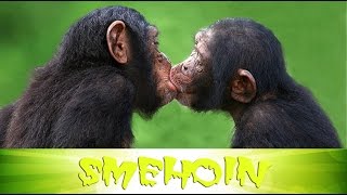 Смешная Макака & Случай в Зоопарке || Smehoin
