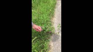 Trifolium Pratense