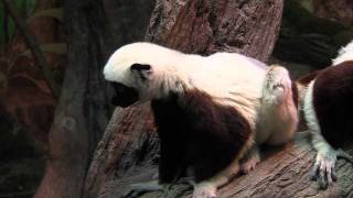 Coquerel's Sifaka - Cincinnati Zoo