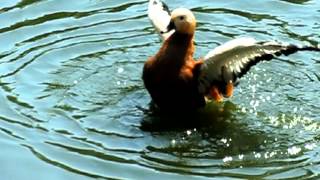 Утка чистится в воде. Замедленное.