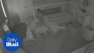 Partners in crime: Golden retrievers open toddler's door for food