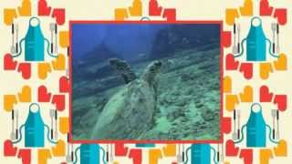 video4