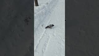 Попросил ворону спеть / I asked the crow to sing