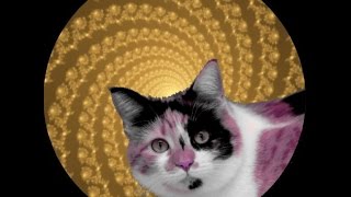 Cat Transformation Hypnosis (Abrupt wake-up)