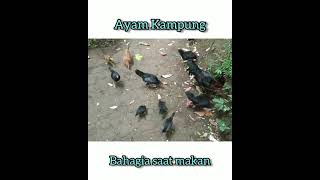 MAKAN DENGAN DAMAI. SENANGNYA PUNYA TERNAK AYAM KAMPUNG. #Shorts