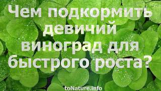 Чем подкормить девичий виноград для быстрого роста?