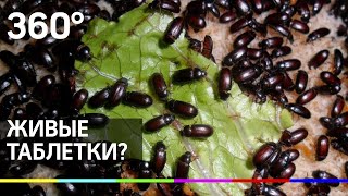 Жуки как лекарство?