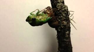 Ecdysis of cicada