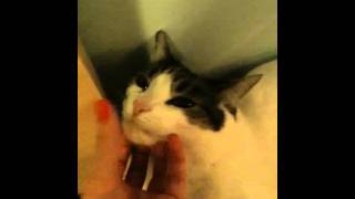 My cat is a light switch