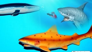 СКАЗКА ПРО АКУЛУ, КИТА, ЩУКУ И КАРАСЯ! Рассказ для детей. сказки для детей.