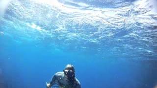 spearing onos,mahi and ahi