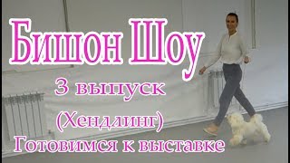 Бишон Шоу, 3 Выпуск, Готовимся к выставке (Хендлинг)
