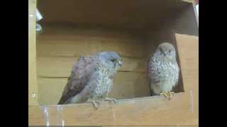 Bernard und Bianca