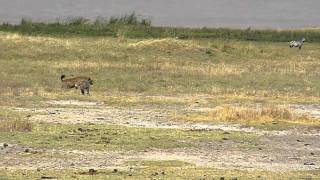 Lions & hyenas face off 1 E