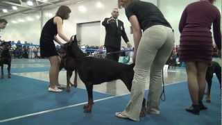 "Eurasia-1"  23/03/2013  Intermedia class females. Josef Mravik (Slovakia)