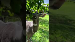 Lesser Kudu Feeding - Cincinnati Zoo #shorts
