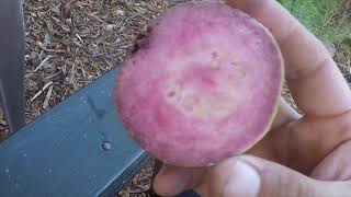 Tour of my guava trees growing in San Diego California many varieties!