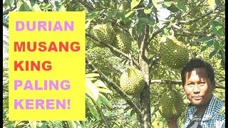 DURIAN MUSANG KING Kecil BERBUAH Paling LEBAT - Panen dan MAKAN DURIAN!!! KEBUN Durian Musang King
