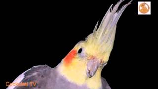Обучение кореллы напевать звук сигнализации. Teaching cockatiel sing car alarm.