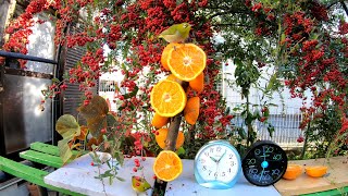 Ｇｏｐｒｏ 熱暴走対策して ４Ｋ 野鳥たちを８時間連続撮影した動画　「動物・野鳥・スポーツ・景色等」で４Ｋ動画長時間連続撮影に効果あり
