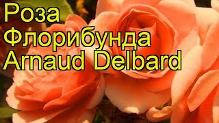 Роза флорибунда Арно Дельбар. Краткий обзор, описание характеристик Arnaud Delbard